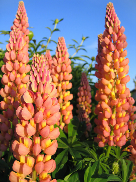Beaux lupins
 - Photo, image
