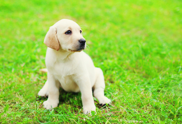 Aranyos kutya kutya Labrador Vizsla ült a zöld fű prof - Fotó, kép