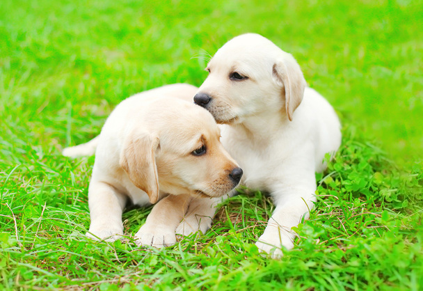 Cute two puppies dogs Labrador Retriever lying together on green - Photo, Image