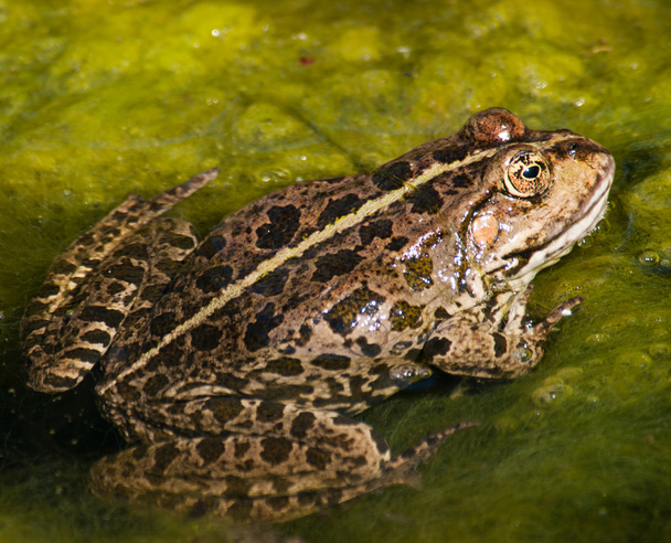 Commont βάτραχος στο νερό - Φωτογραφία, εικόνα