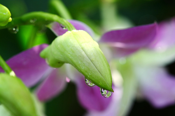 zblízka orchidej v květinové zahradě, barevné - Fotografie, Obrázek