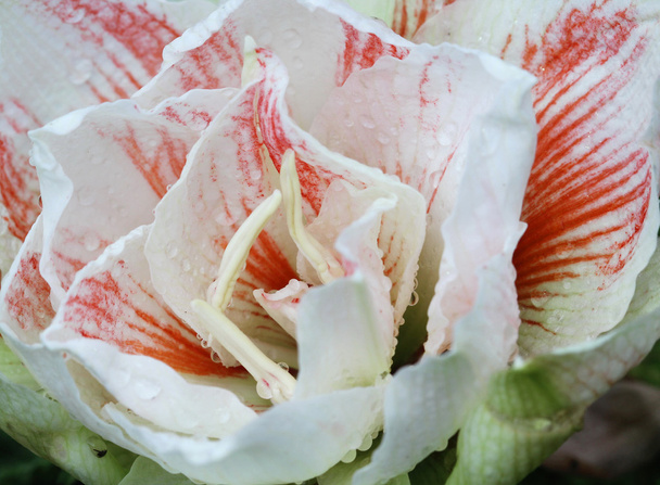 クローズ アップ庭園、色鮮やかな花の蘭 - 写真・画像