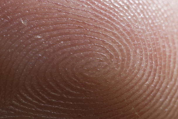 Aumento de la punta de un dedo humano, mostrando verticilos y glándulas sudoríparas (dedo
 - Foto, Imagen