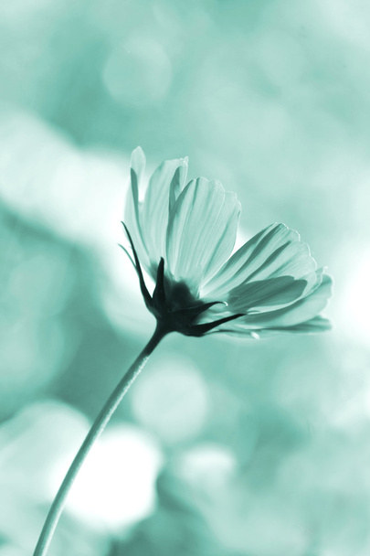 Abelha polinizada em flor de cosmos roxo profundo
 - Foto, Imagem
