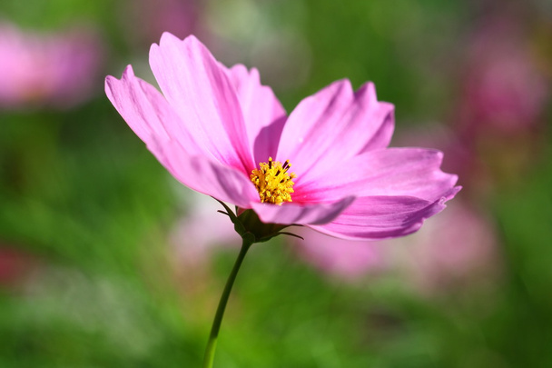 Bee op diep paarse kosmos bloem bestoven - Foto, afbeelding