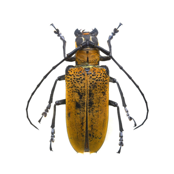 Käfer isoliert auf weißem Hintergrund - Foto, Bild
