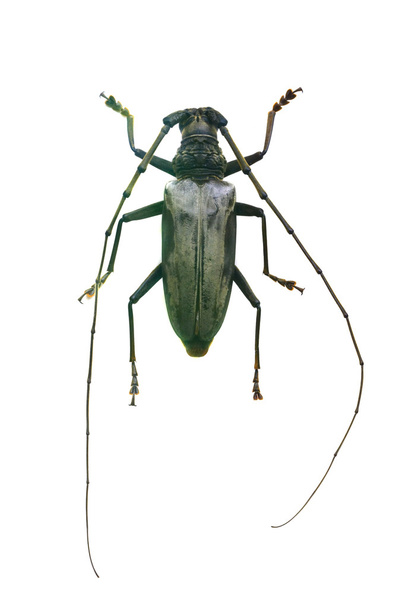 Käfer isoliert auf weißem Hintergrund - Foto, Bild