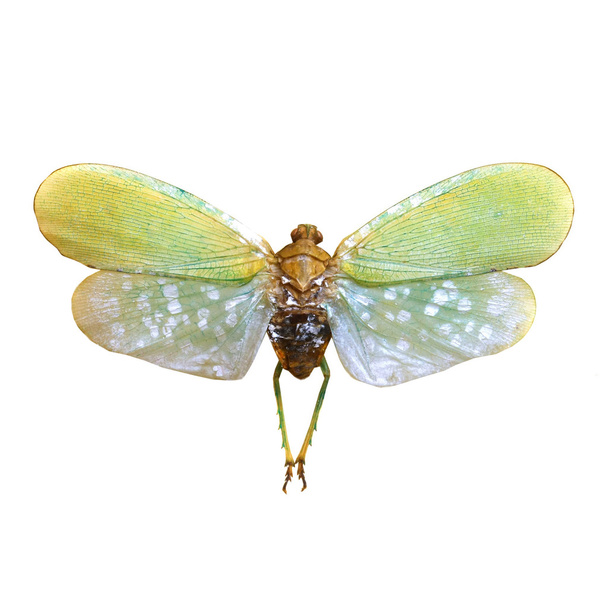 cicala colorata isolata su sfondo bianco
 - Foto, immagini