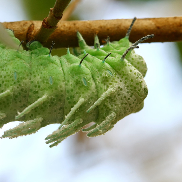 κοντινό πλάνο πεταλούδα σκουλήκι στο δέντρο - Φωτογραφία, εικόνα