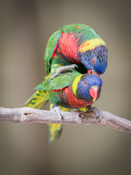 regenboog lori keet - Foto, afbeelding