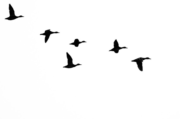 Flock kacsa rajzolódott ki, egy fehér háttér - Fotó, kép
