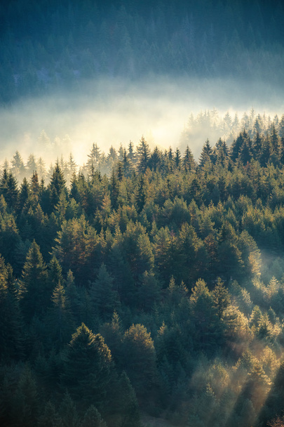Puslu çam ormanı bir doğa rezerv dağ yamacında - Fotoğraf, Görsel