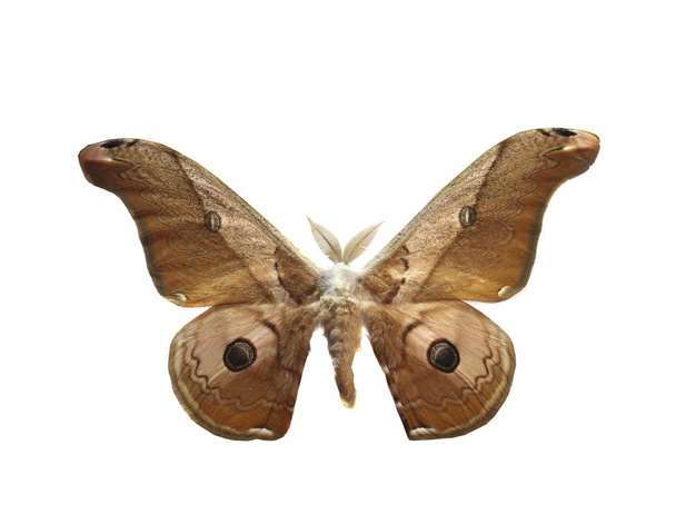 barevný motýl izolovaných na bílém - Fotografie, Obrázek