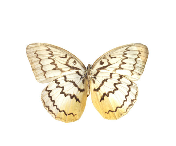 beyaz izole renkli kelebek - Fotoğraf, Görsel