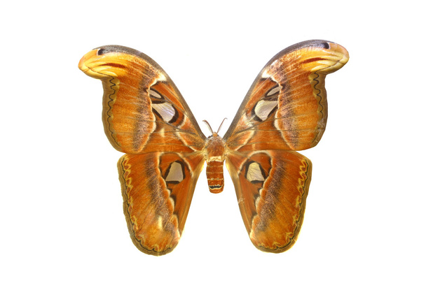 Színes pillangó elszigetelt fehér - Fotó, kép