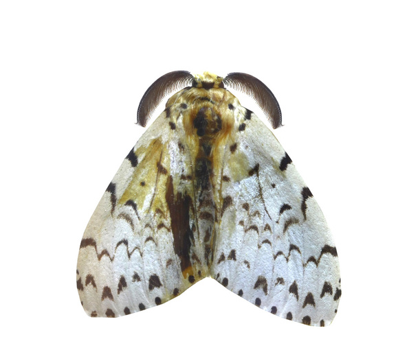 Mariposa colorida aislada en blanco
 - Foto, imagen