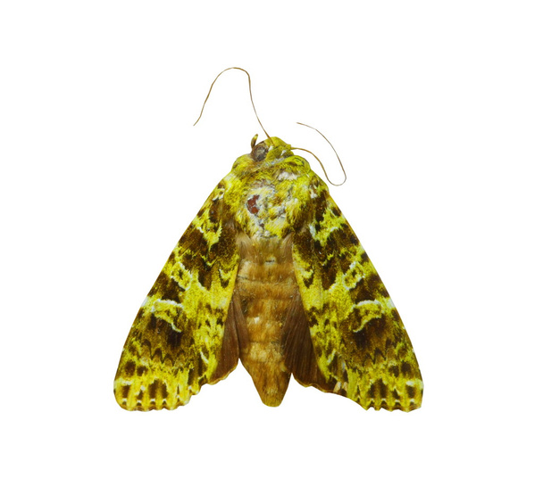 Papillon coloré isolé sur blanc
 - Photo, image
