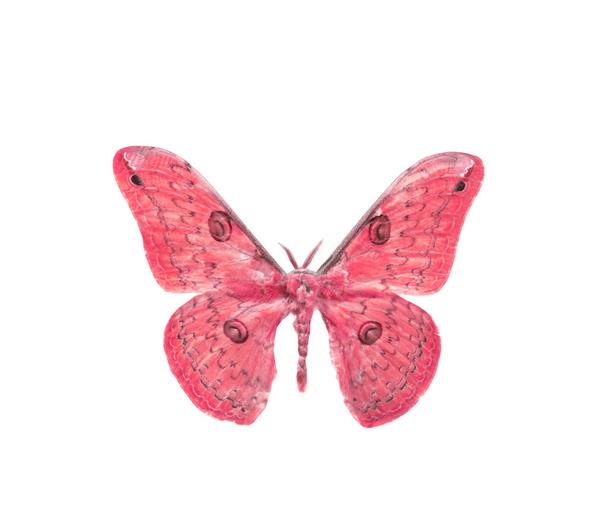 kleurrijke vlinder geïsoleerd op wit - Foto, afbeelding