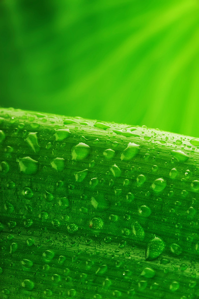 Green plant leaf with water drops - Фото, зображення