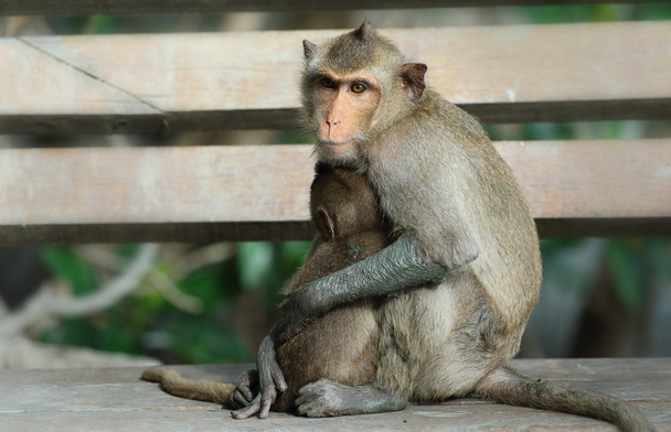 мавпа
 - Фото, зображення