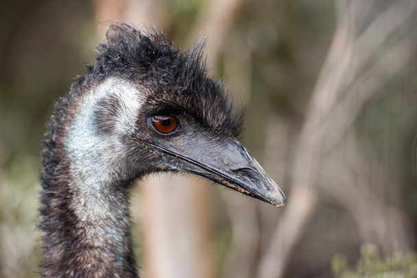 Wild emu dicht omhoog portret - Foto, afbeelding