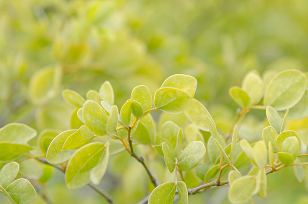 Beautiful Green leaves for background - Valokuva, kuva