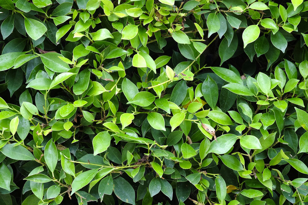 Folhas verdes textura plano tiro perpendicular
 - Foto, Imagem