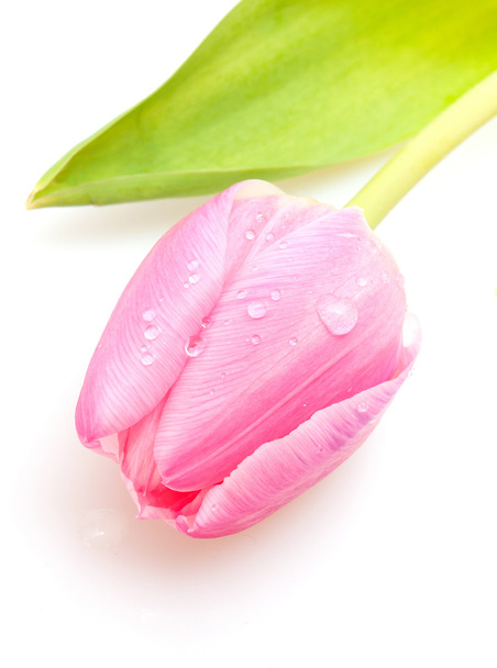 Pink Tulip - Φωτογραφία, εικόνα