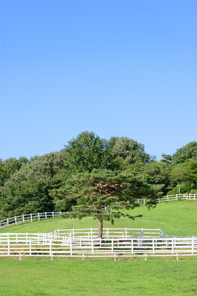 paesaggio di ranch equino e pino singolo
 - Foto, immagini