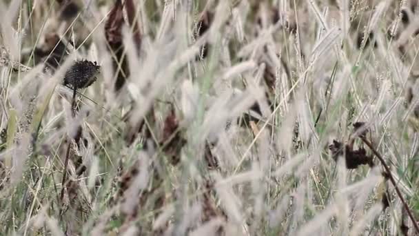 słoneczniki w dzikie pola - Materiał filmowy, wideo