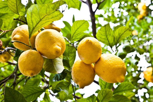 Sitruuna - maatalous
 - Valokuva, kuva