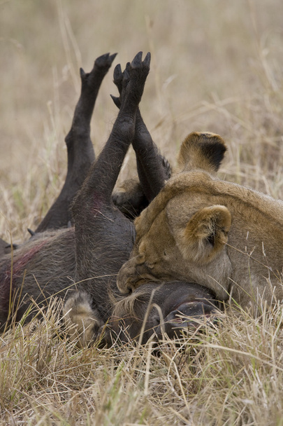 Löwin tötet Warzenschwein in der Masai-Mara - Foto, Bild