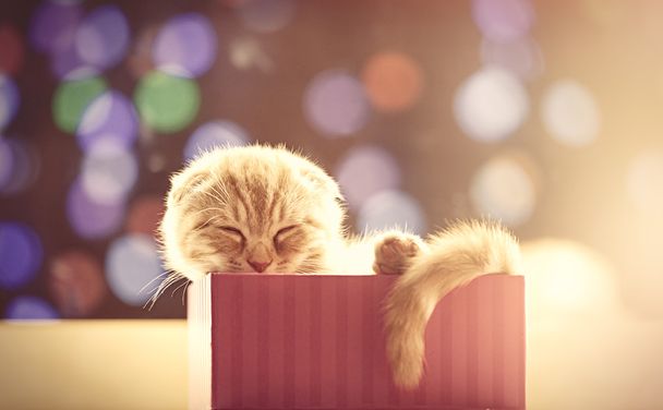 Retrato de Scottish Fold Kitten - Foto, Imagem