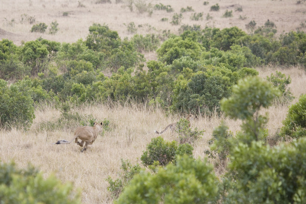 Leonas persiguen a un guepardo en el Masai Mara
 - Foto, Imagen