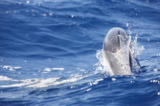 Δελφίνι άλμα στον Ατλαντικό Ωκεανό. Ακτογραμμή νησιού Αζόρες - Φωτογραφία, εικόνα