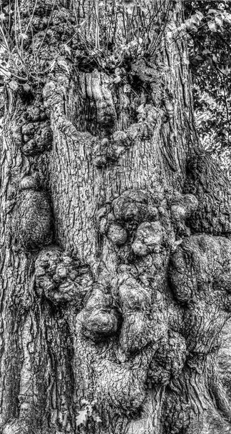 Çok eski ağacı yakın çekim - Fotoğraf, Görsel