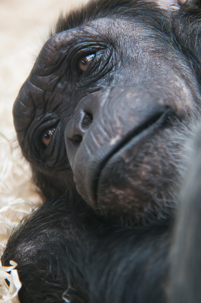 動物園、チンパンジーのチンパンジーの顔クローズ アップ - 写真・画像