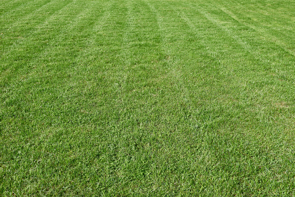 Природне зелене обрізане трав'яне поле
 - Фото, зображення