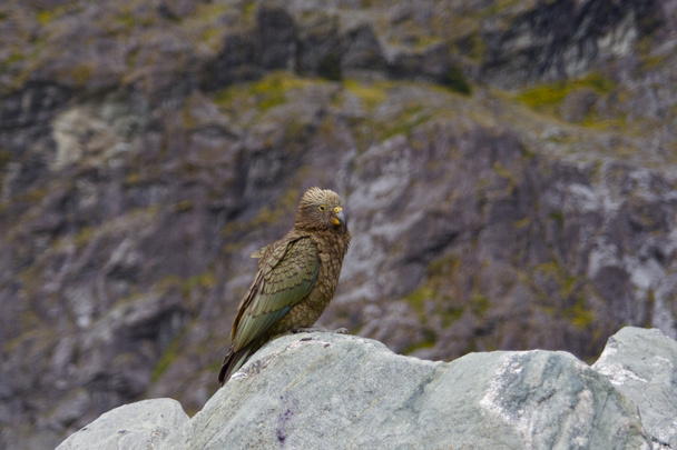 Kea - alpejskim papuga - Zdjęcie, obraz