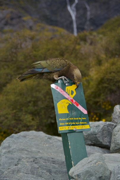 nem táplálkoznak a kea! - Fotó, kép