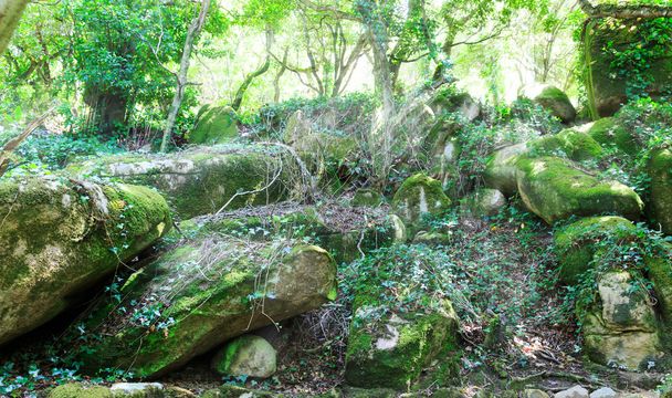 green forest rocks - Fotó, kép