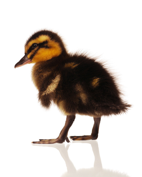 Domestic duckling - Photo, Image