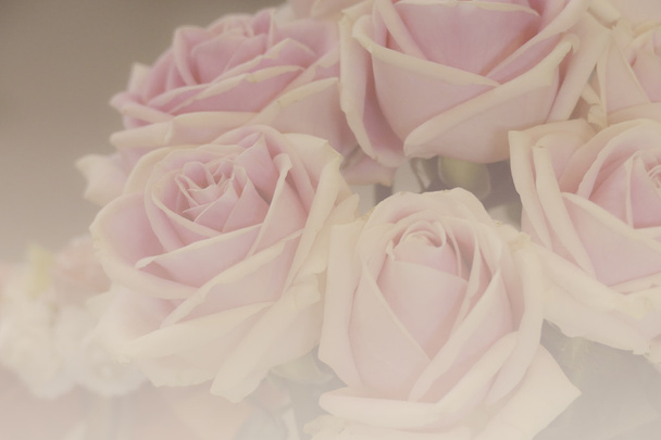 banda růžové růže s rozostřený a Barevný filtr - Fotografie, Obrázek