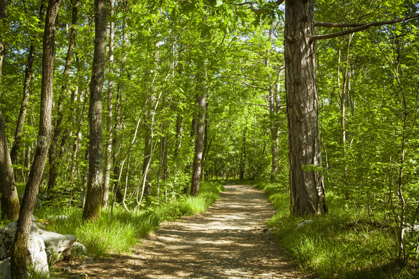 Path in beautiful green forest - Φωτογραφία, εικόνα