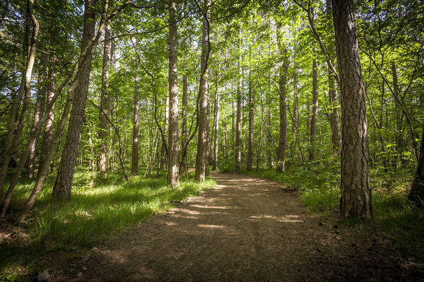 Path in beautiful green forest - Фото, изображение