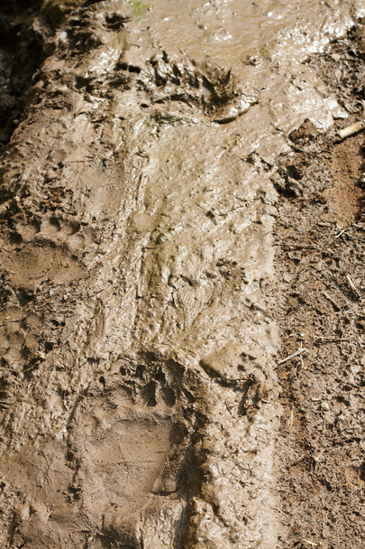 κομμάτια της καφέ αρκούδας στη λάσπη - Φωτογραφία, εικόνα