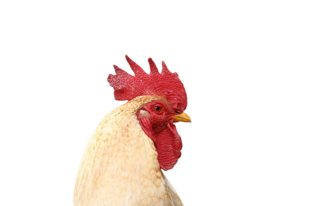 cut out portrait of white rooster - Fotografie, Obrázek