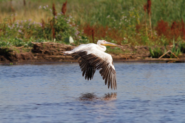 gran pelícano volando sobre pantanos
 - Foto, Imagen