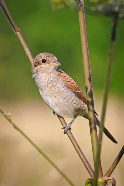 Portrait of an young red-backed shrike on the stem of the umbrella plant, Russia - Photo, Image