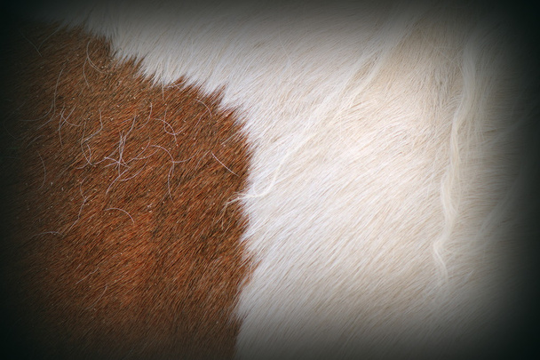 текстура меха пони
 - Фото, изображение